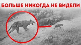 Последние задокументированные встречи с вымершими видами