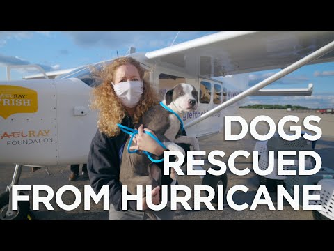 Watch from the air as dogs are rescued from the aftermath of Hurricane Laura