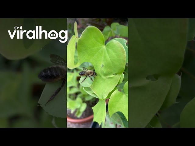 Leaf Cutter Bee at Work || ViralHog