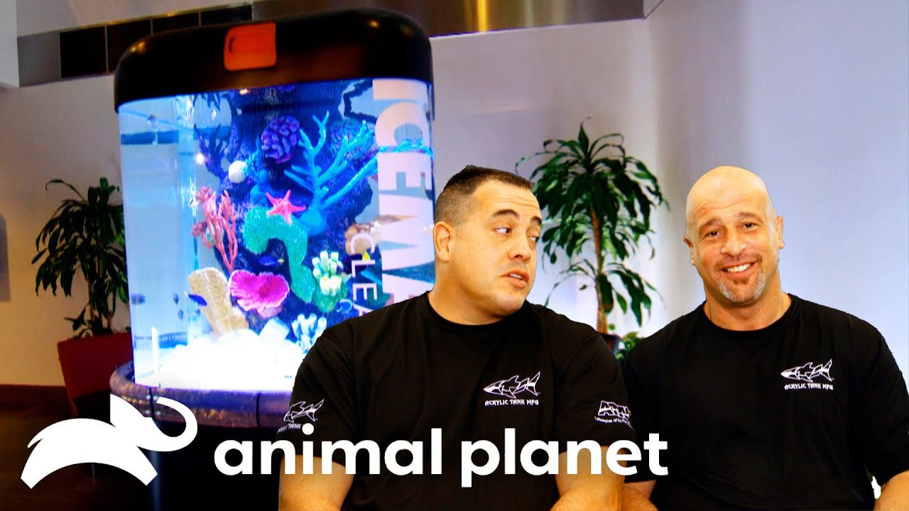 Incredible Knee Brace Fish Tank! | Tanked | Animal Planet