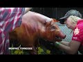 Pitmasters show off their skills as they compete in the World Championship Barbecue Cooking Contest  - 00:41 min - News - Video