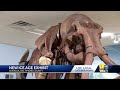 Ice age exhibit in Overlea seeks mammoth following(WBAL) - 02:15 min - News - Video