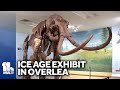 Ice age exhibit in Overlea seeks mammoth following