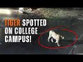 CCTV Footage: Tiger spotted in Army War College, Madhya Pradesh