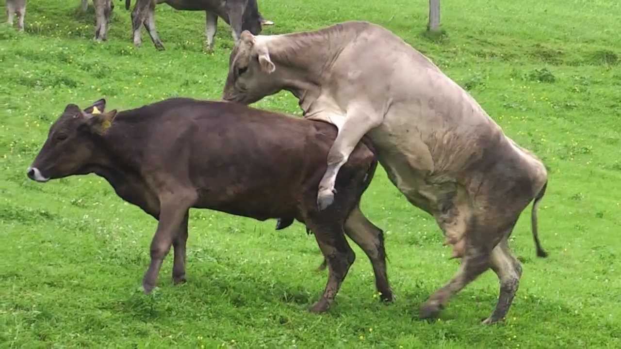 Cow And Bull Xnxx - Breeding Cow Cow Sex YouTubeSexiezPix Web Porn