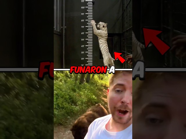 Funaron a Mr beast por poner a competir a 10 animales casi extintos #shorts #opentracks