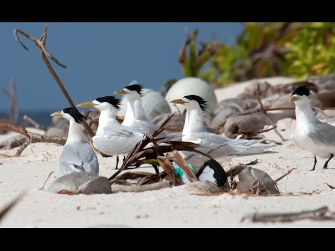 British Indian Ocean Territory – seabirds