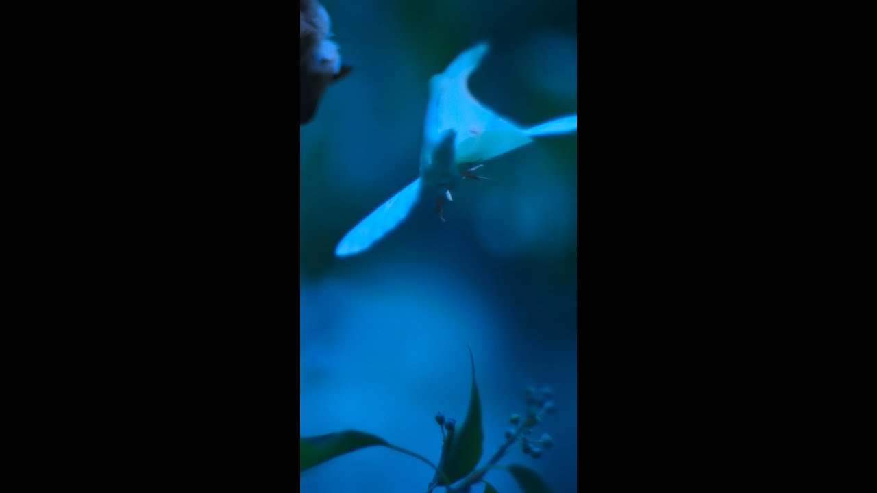 With a clever trick up its sleeve, this luna moth lives to fight another day 💪 #ARealBugsLife