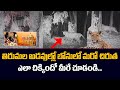 CCTV: Watch How the Leopard Got Trapped Inside the Cage in Tirumala