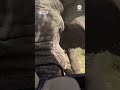 Deadly bull elephant attack caught on camera  - 00:28 min - News - Video