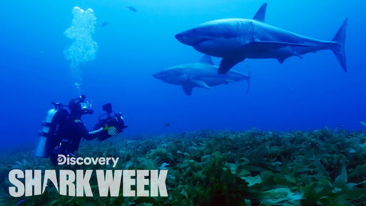 Rare Shark Brothers Spotted in Australia | Shark Week