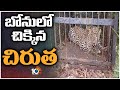 Leopard captured after attacking child in Tirumala
