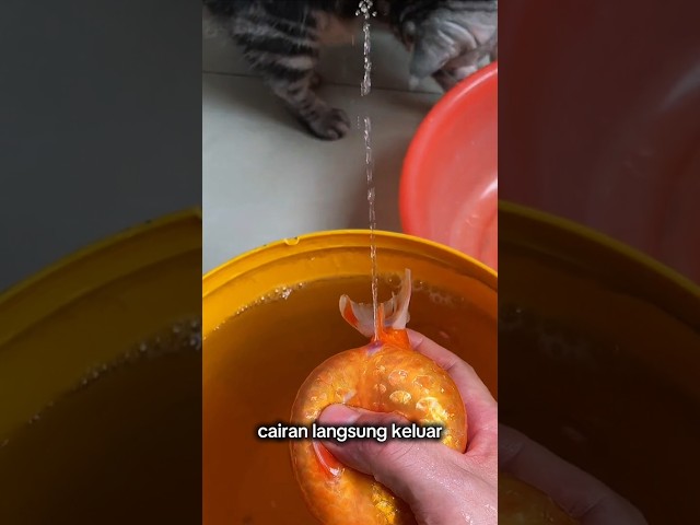 ikan mas koki mengeluarkan air diperutnya
