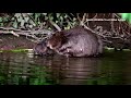 Beavers released in London as part of urban rewilding push