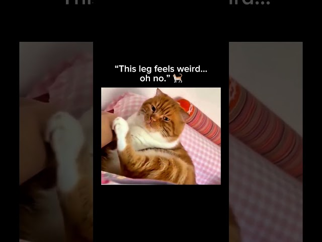 Subscribe for more inspiring content!#awkward #petmoments #funnycats
