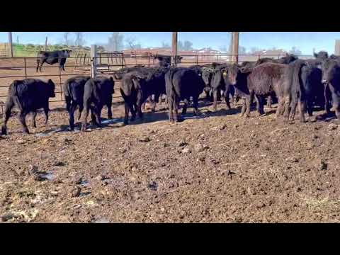 North Dakota Grass Steers