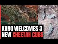 3 New Cheetah Cubs Born In Kuno National Park