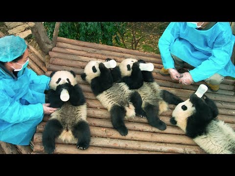 Pandas, A New Story'