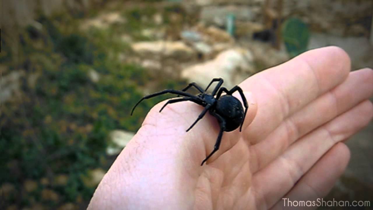 handling-a-female-black-widow-spider-latrodectus-mactans-youtube
