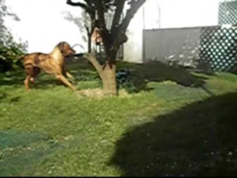 Lion attack a car - Buda da Quinta de Ferdais