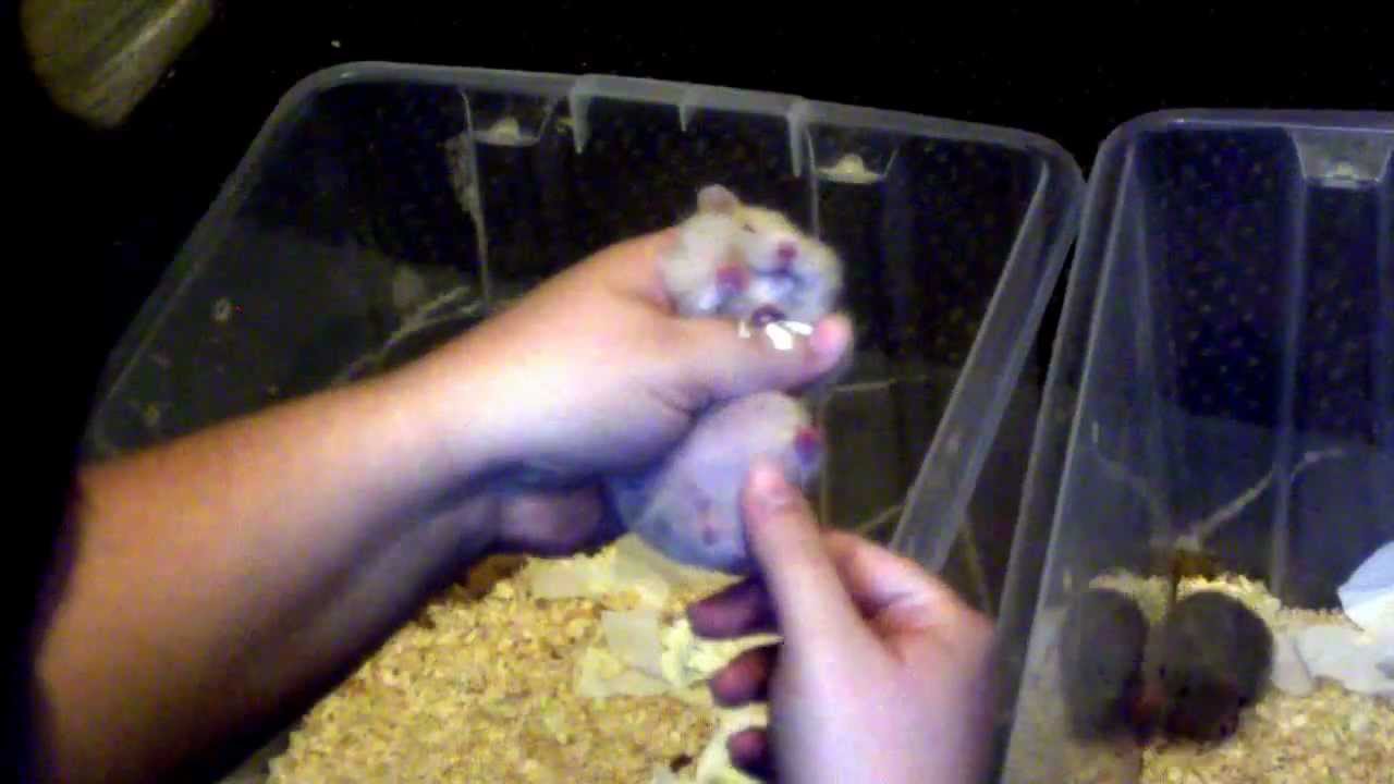 Live sex hamster Live sex hamster