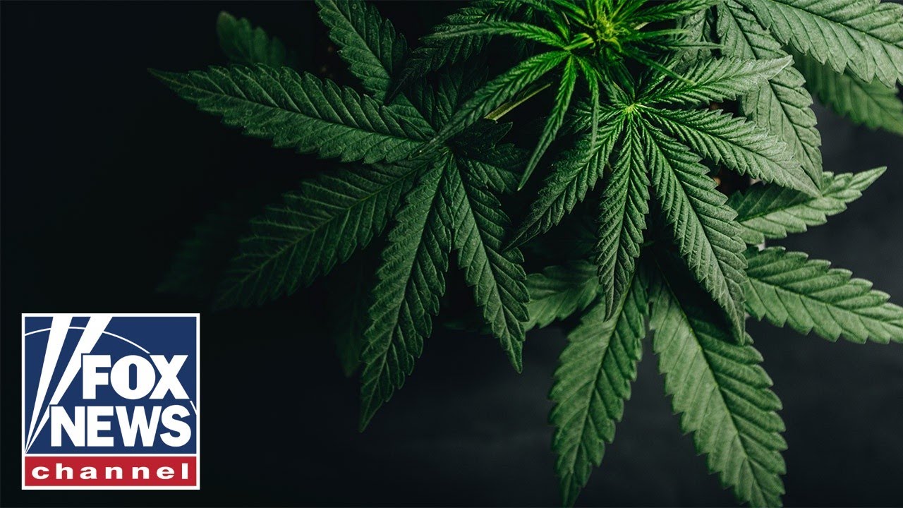 Cannabis risks in spotlight as celebrity athletes push for marijuana reform