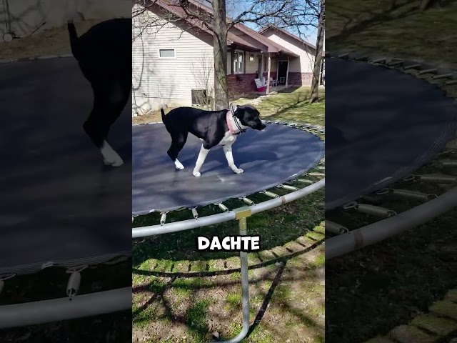 Der Hund hat nicht gemerkt, wie er auf dem Trampolin eingeschlafen ist!