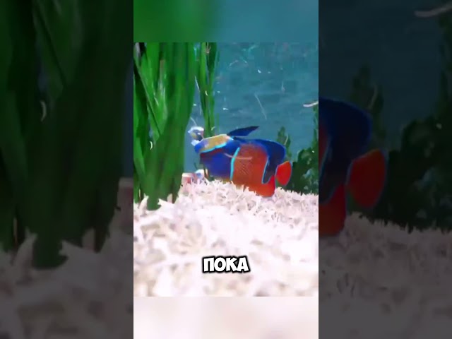 Остров из ногтей @zackdfilms