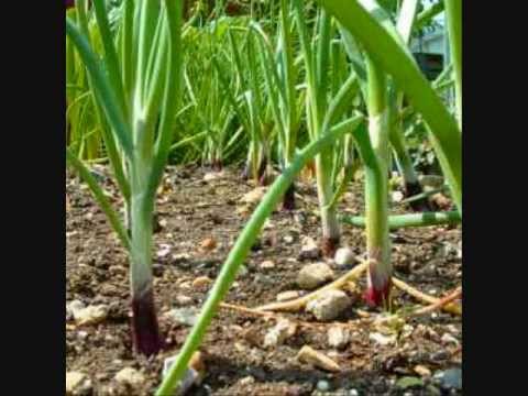 How to have green onions over and over! mp3