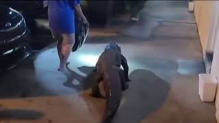 How an alligator got to a Fairfax County Motel | NBC4 Washington