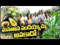Farmers Are Now Cultivating Avocado Fruit | Sangareddy | V6 Weekend Teenmaar