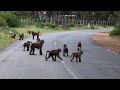 Cape Towns baboon battle sparks fierce backlash