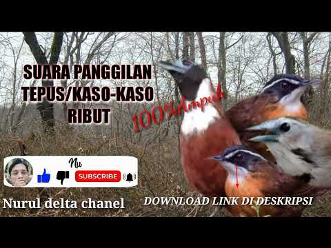 suara pikat burung Tepus/kaso-kaso ribut