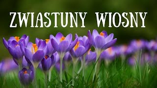 Filmik pokazujący zwiastuny wiosny - kwiaty i ptaki. Dzieci uczą się nazywać wiosenne kwiaty: krokus