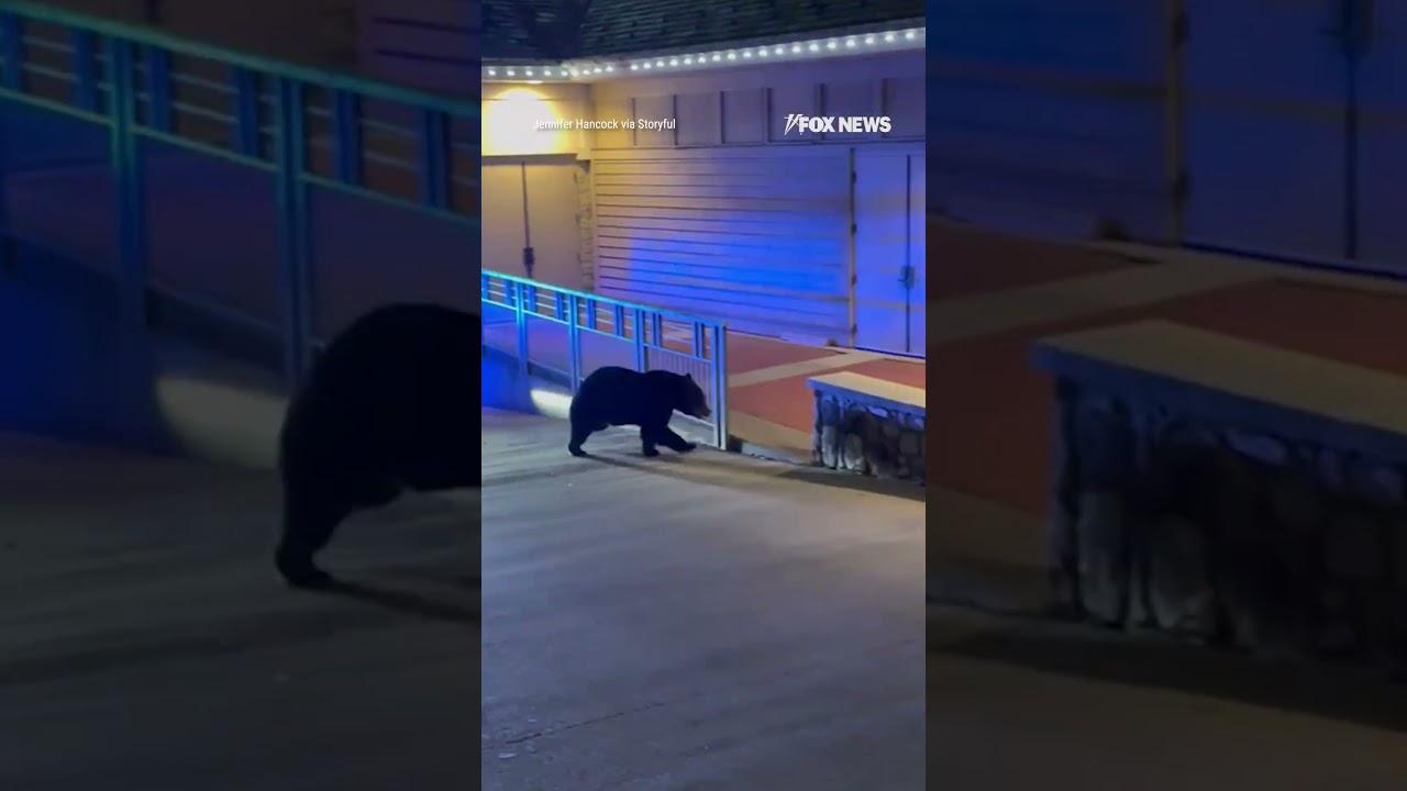 'PAW' PATROL: Police faced an unexpectedly wild moment as they pursued a bear #shorts #foxnews #news