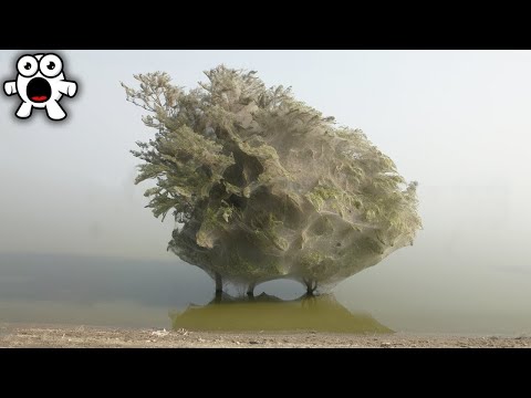 If You See This Ghostly Tree, RUN FOR YOUR LIFE