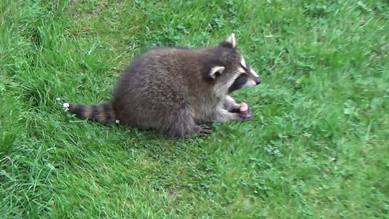 Two Baby Raccoons eat hotdogs