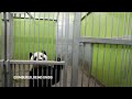 Pandas gigantes del zoo escocés suben al avión para regresar a China tras 12 años de estancia