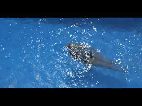 Video realizado por la propiedad
