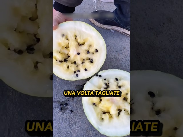 Perchè distruggono i cocomeri 🤔🍉💥
