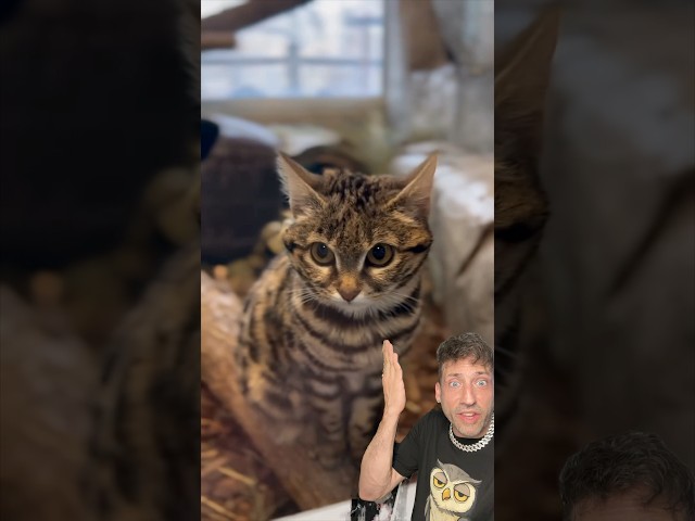 The African Black Footed Cat is literally built different