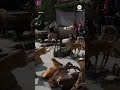 Illegal taxidermy haul of more than 200 animals and trophies seized in Turkey  - 00:56 min - News - Video