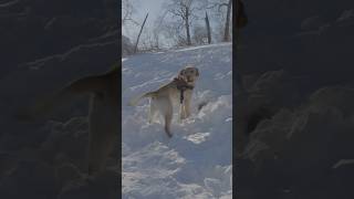 Собака очень довольна, потому что помогла найти человека под завалом снега