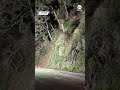 Trees topple onto highway during rockslide  - 00:39 min - News - Video