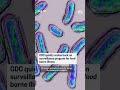 CDC quietly scales back on surveillance program for food borne illness  - 00:33 min - News - Video