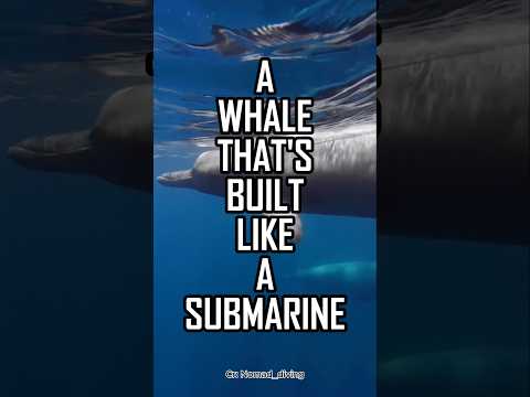 Baird's Beaked Whale: The Submarine Of The Deep Ocean