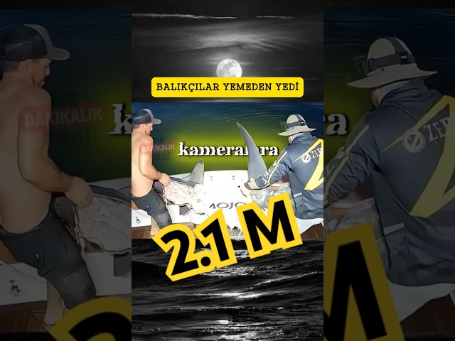 KÖPEK BALIĞI BALIKÇILARIN NELERİNİ YEDİ? #keşfet #yavruhayvanlar #viral