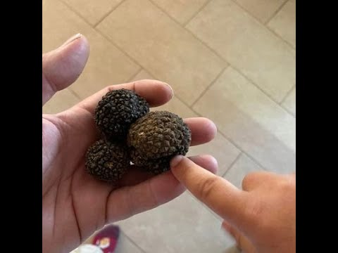 Fresh organic truffles for restaurants and private customers