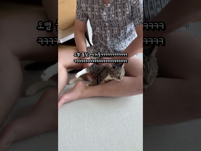 다리털 그루밍 해주는 고양이