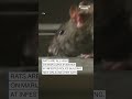 Rats are ‘all high’ on marijuana evidence at infested police building, New Orleans chief says  - 00:27 min - News - Video